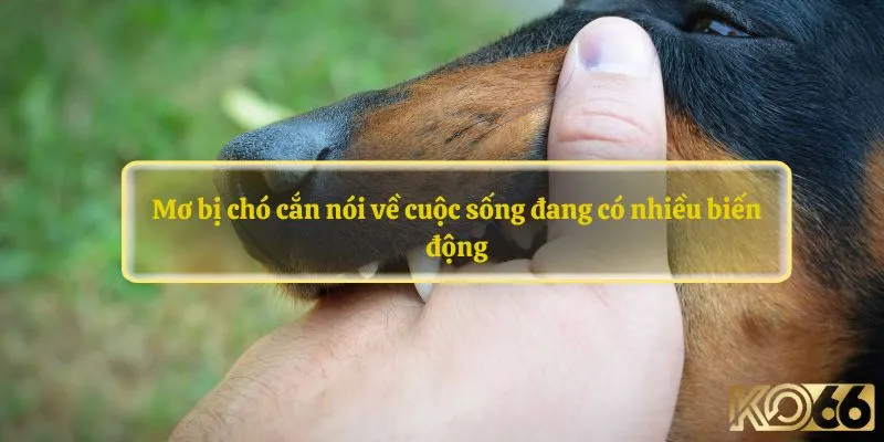 Mơ bị chó cắn nói về cuộc sống đang có nhiều biến động