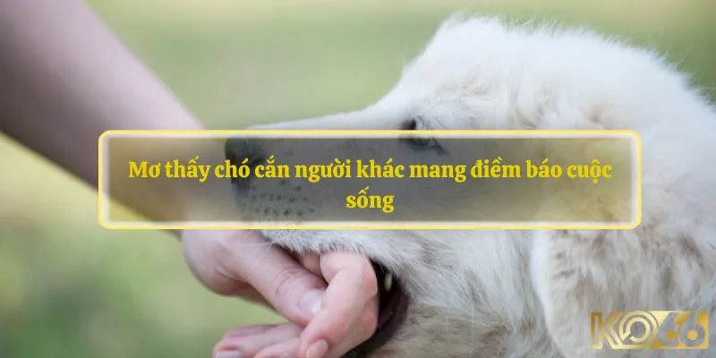 Mơ thấy chó cắn người khác mang điềm báo cuộc sống