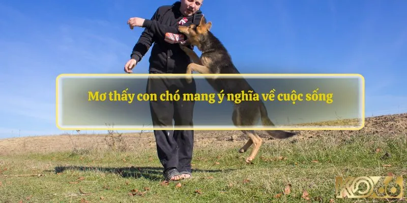 Mơ thấy con chó mang ý nghĩa về cuộc sống